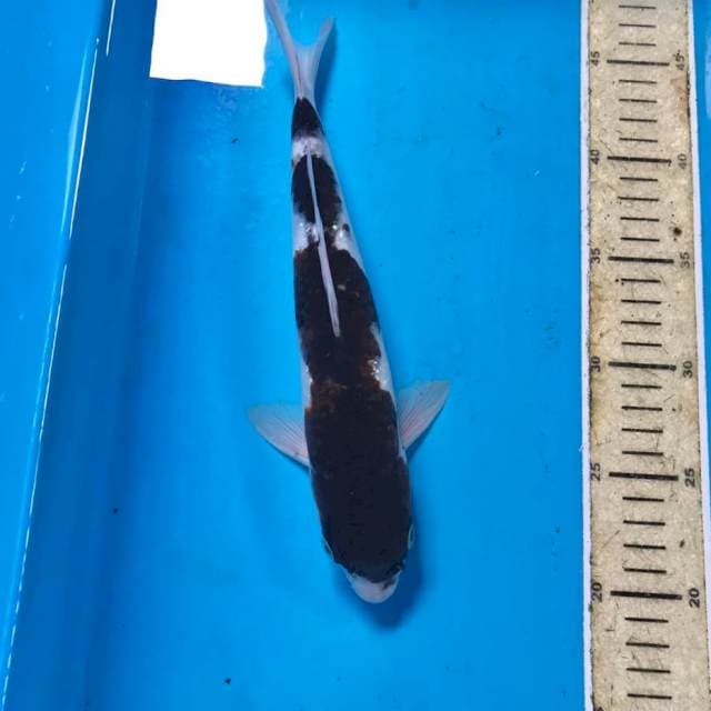 Budo Goromo, 27 cm