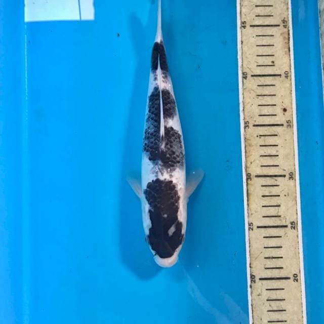 Goromo, 26 cm