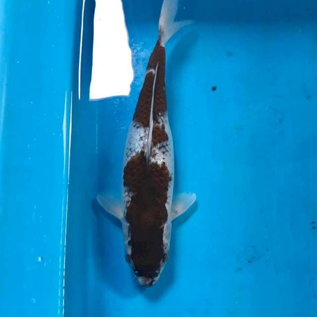 Goromo, 25 cm