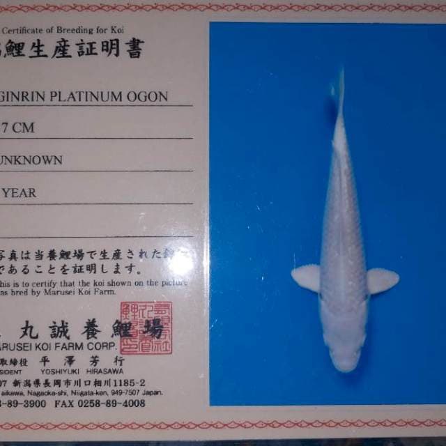Platimum ginrin Marusei 22cm