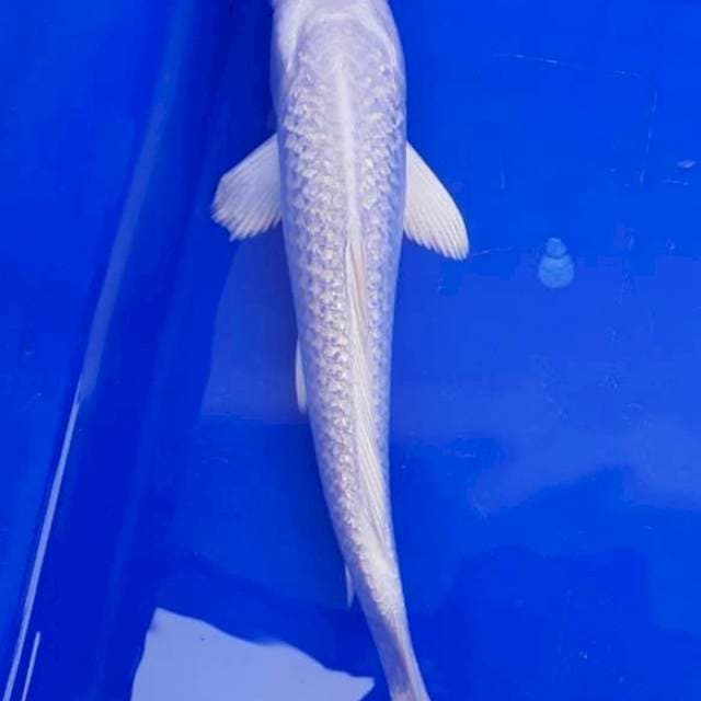 Platimum ginrin Marusei 22cm