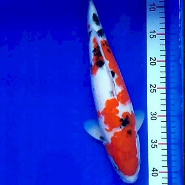 37/cm sanke