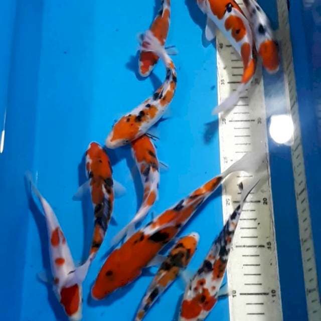 KOHAKU SANKE TANCHO 15-22 ada 10 EKOR