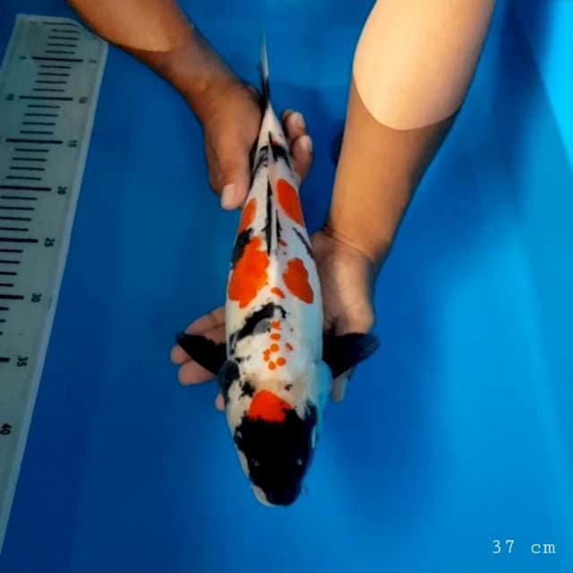 Doitsu showa 37 cm