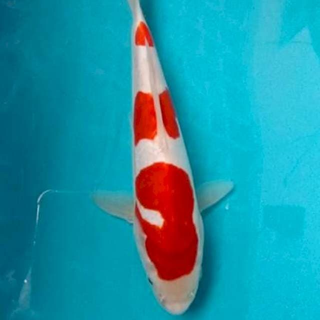Kohaku doidsu 25cm