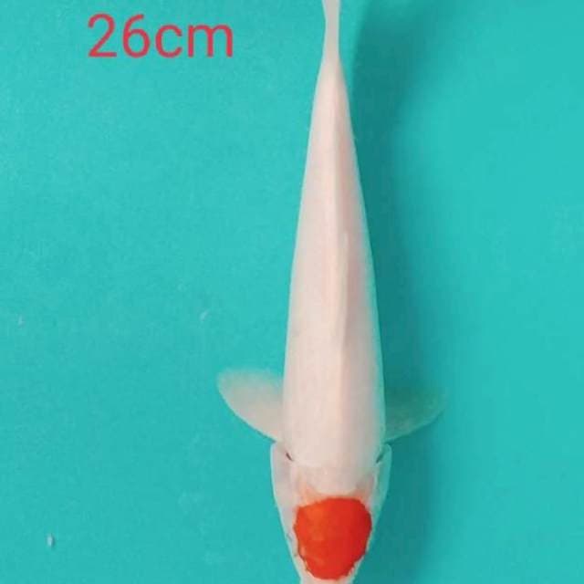 Tancho kohaku 26cm