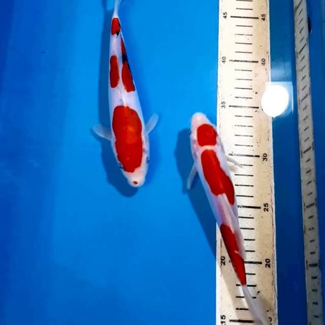 SANKE&KOHAKU DOITSU 20 SQ & 21 CM
