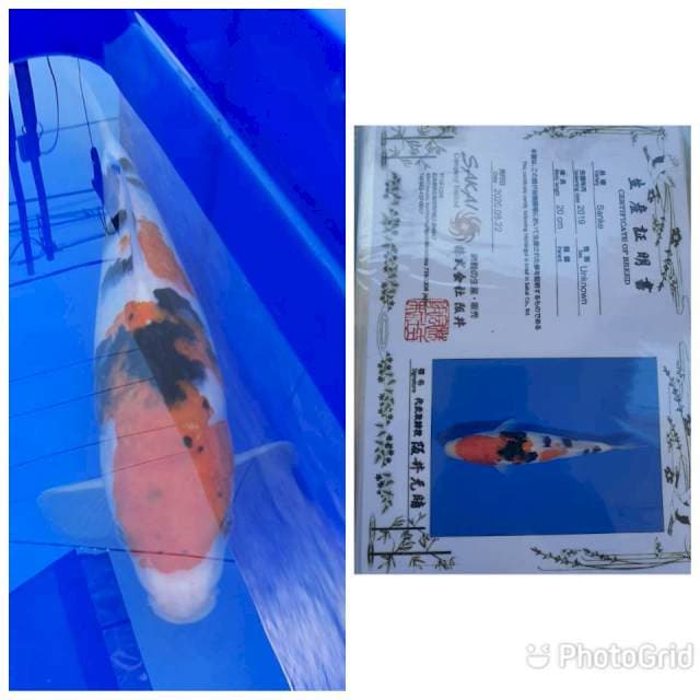 Sanke 24Cm " SAKAI"