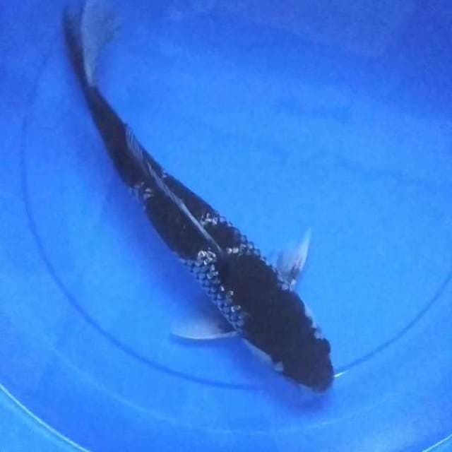 Ochiba Ginrin 35bu