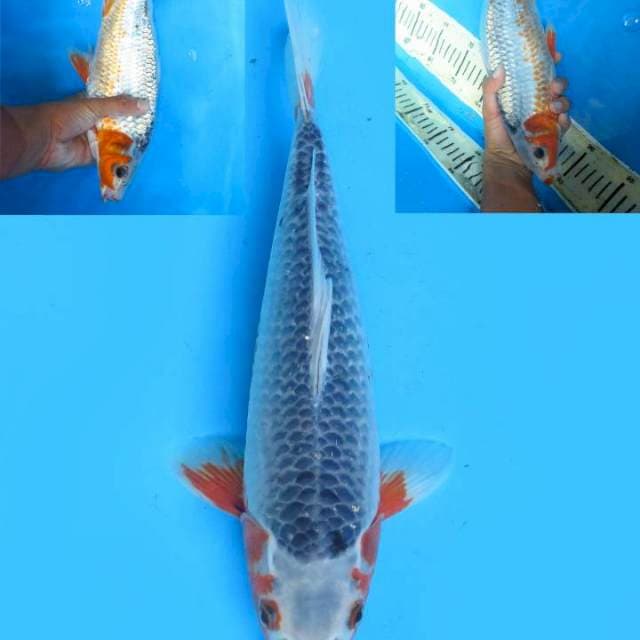 30cm , Asagi