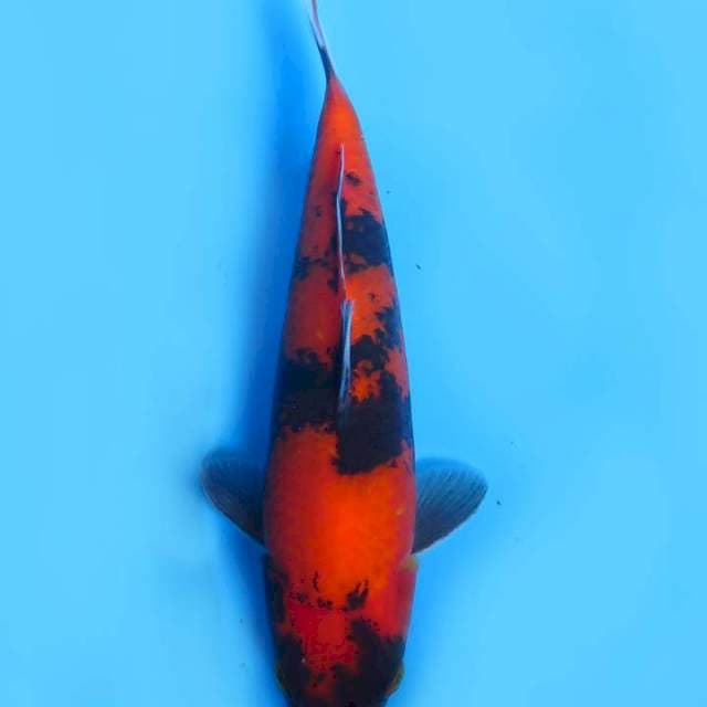 24cm , Super Hi Utsuri