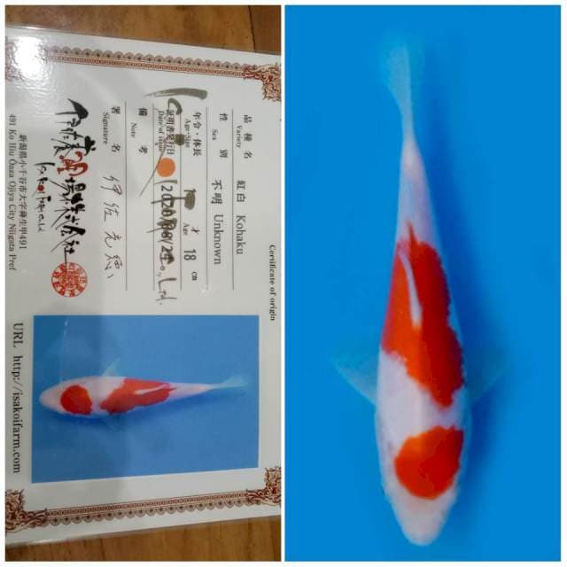 Kohaku Isa 🇯🇵⛩️ 20bu