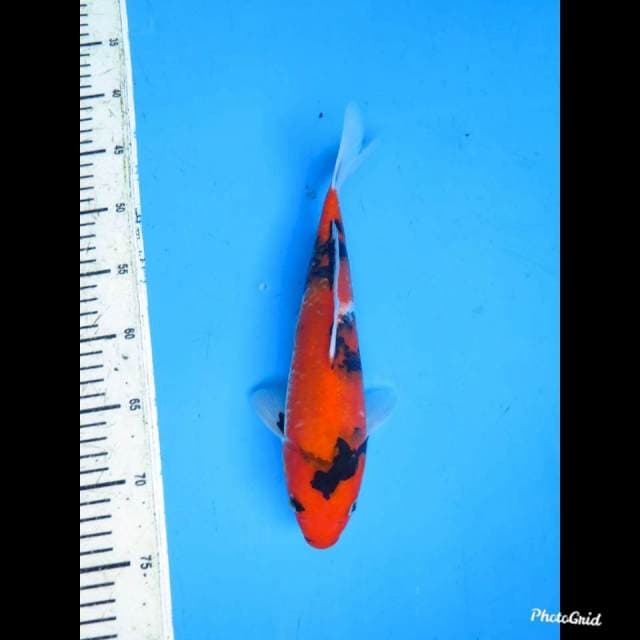28cm , Hi Showa