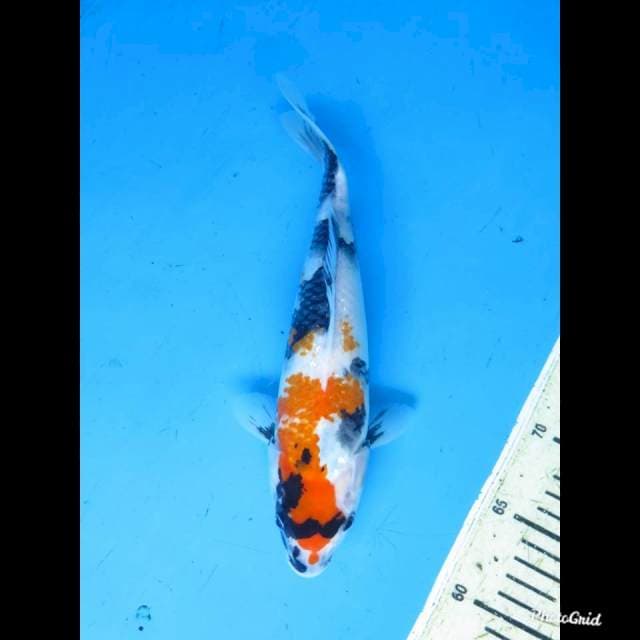 27cm , Showa Tategoi