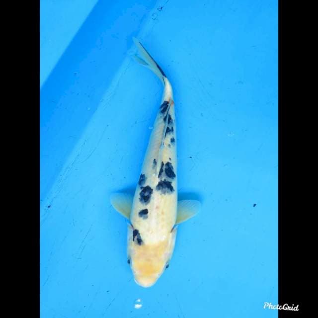 35cm , Bekko