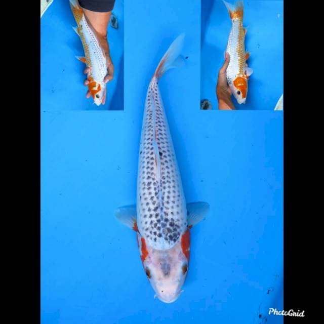 24cm , Asagi