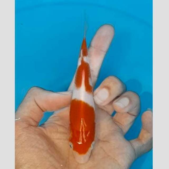 Ikan bagus bulky asli 15cm