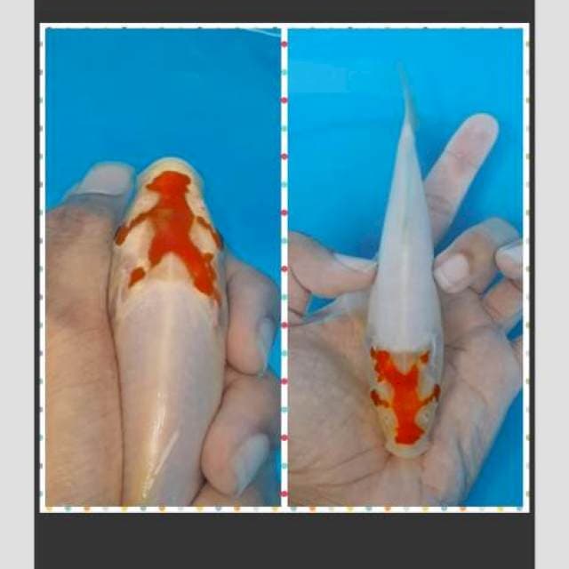 Tancho 25bu original motif orang