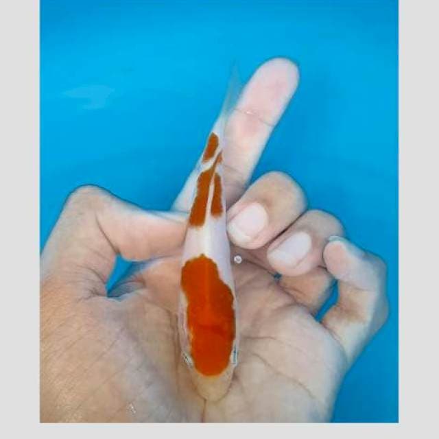 Kohaku original super bagus 15cm