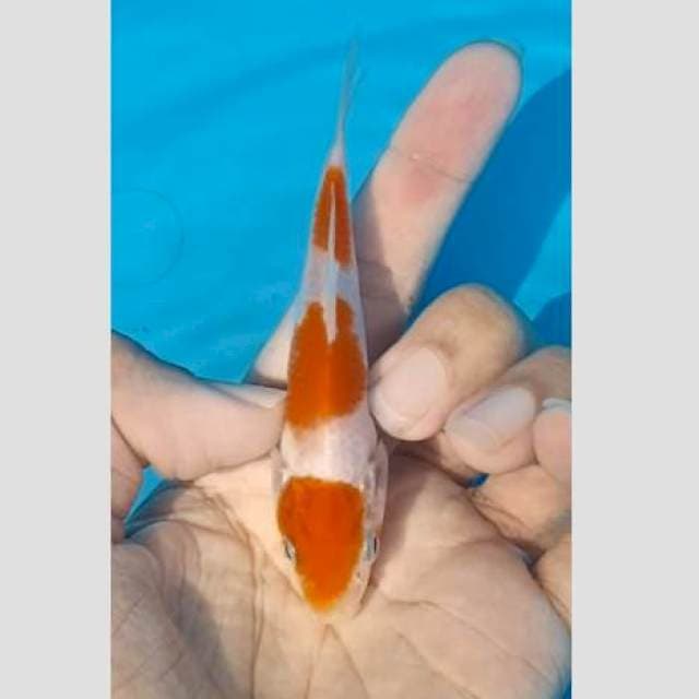 Kohaku original 15cm