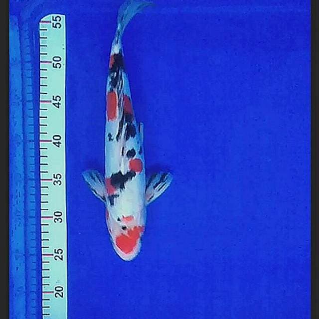 Sanke doit 35cm.