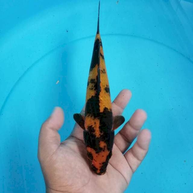Utsuri 25 cm