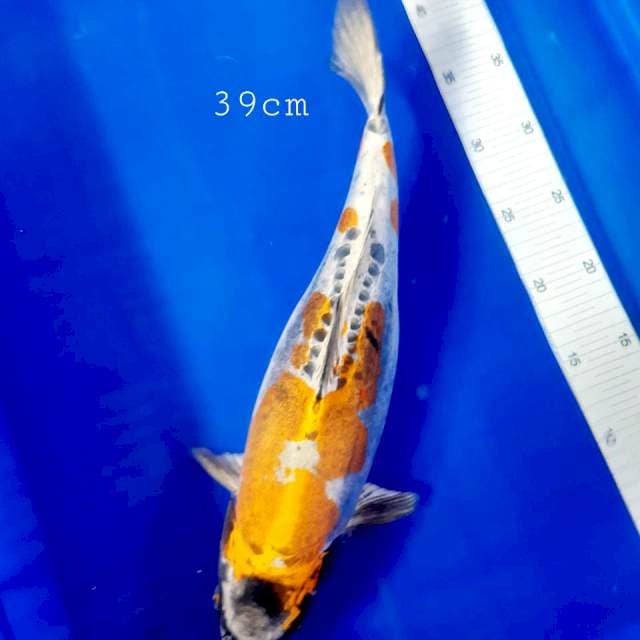 Kikko halud 39 cm
