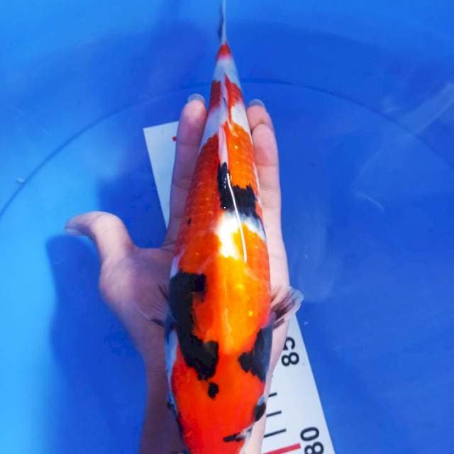 Showa (28cm)