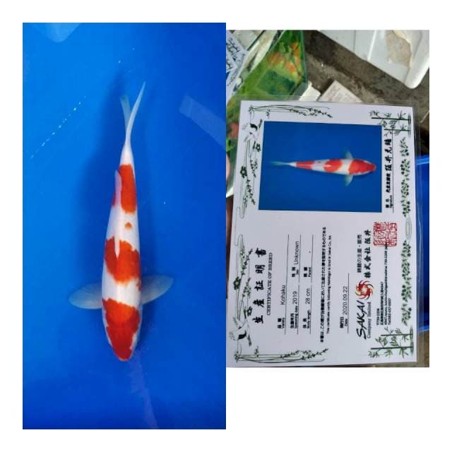 Kohaku Sakai LTD