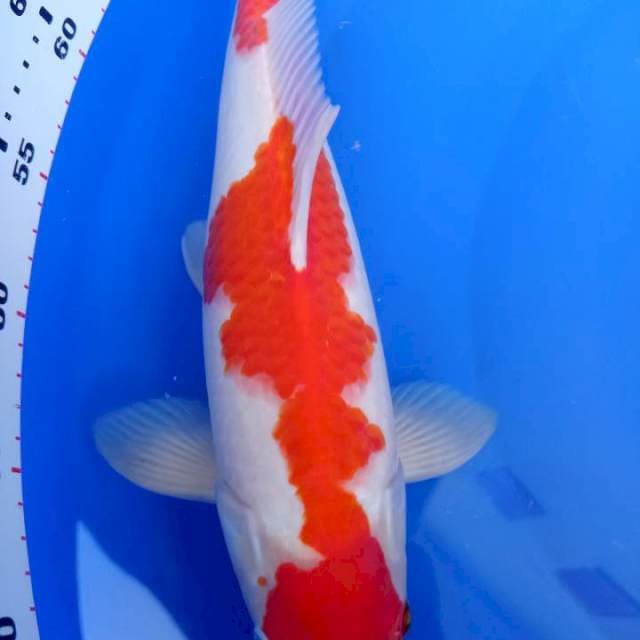 HQ Maruten Kohaku Jantan 35 cm bu