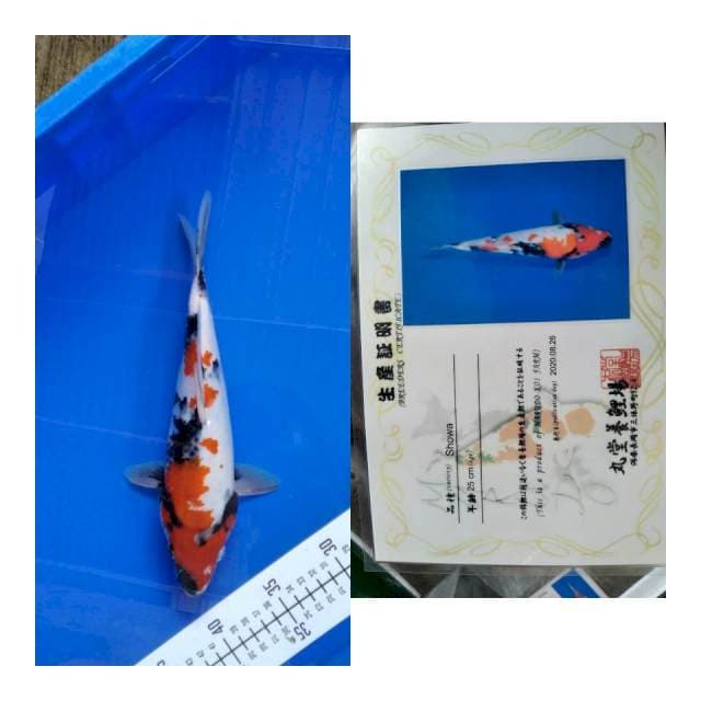 Showa marudo