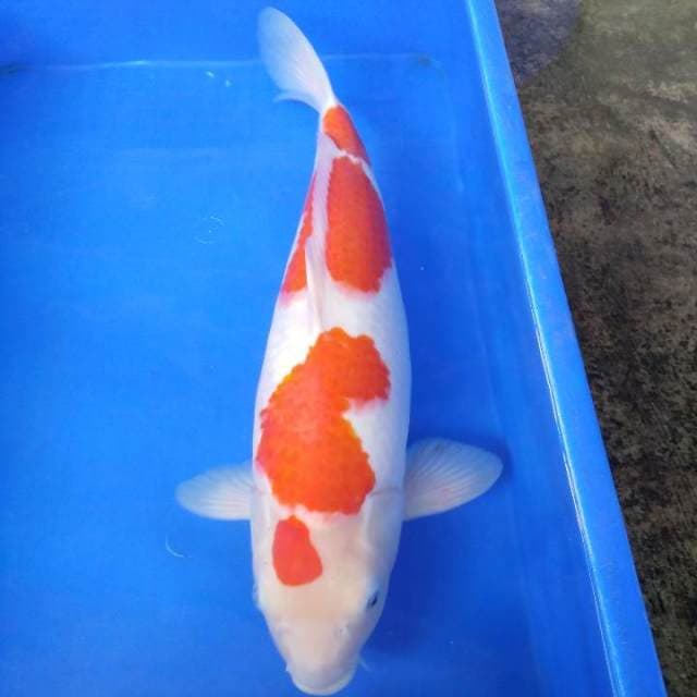 Kohaku 47cm