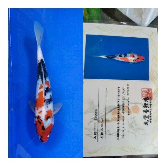 Showa marudo