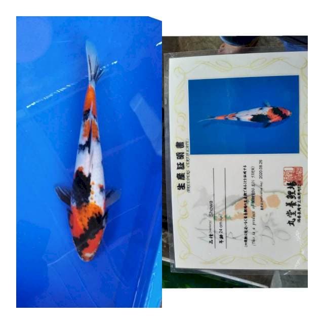 Showa marudo