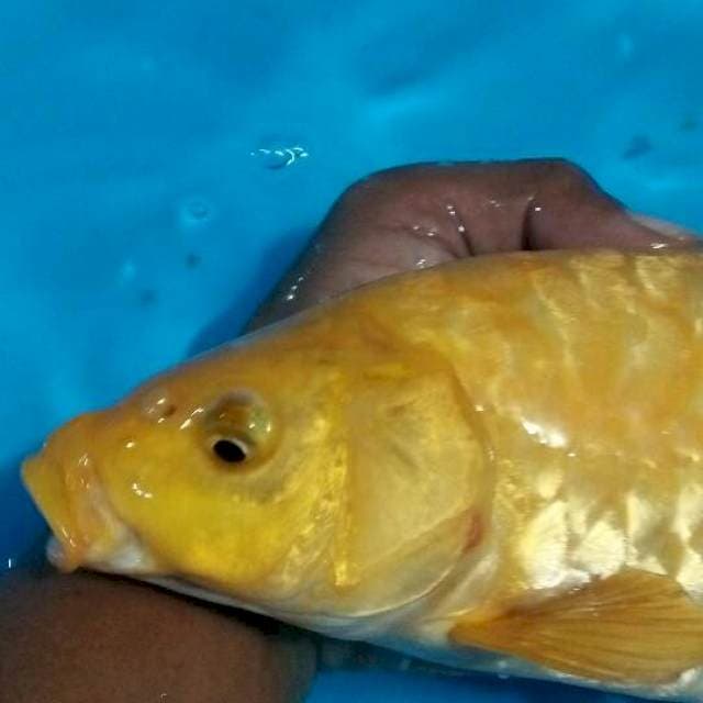 Karasi antik sisek gajah