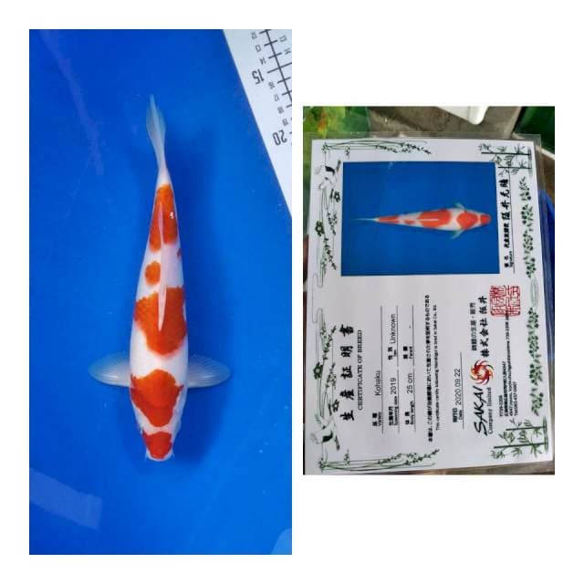 Kohaku sakai Ltd