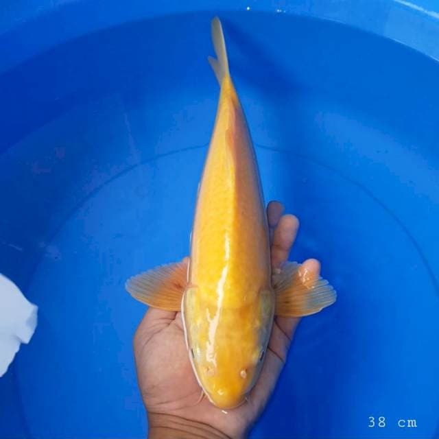 Karasi mata merah 40 bu