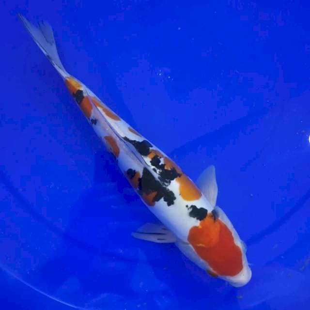 SANKE DOITSU JOSS 33 CM