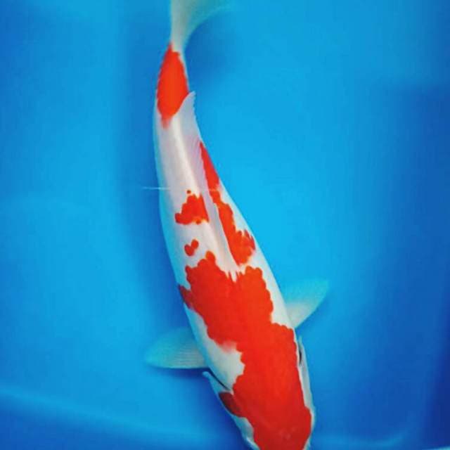 Kohaku ori 27cm
