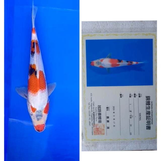 Showa Import Serti Koshiji