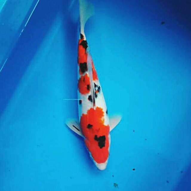 Sanke male 25cm