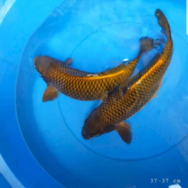 Cagoi tembaga 40 bu
