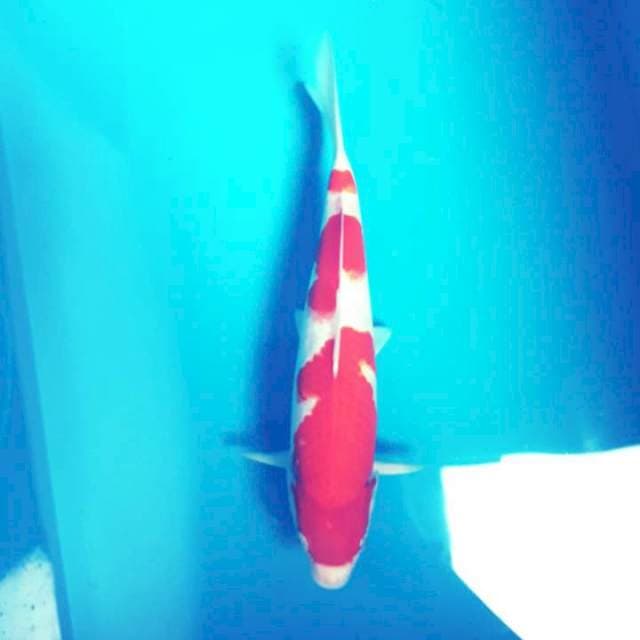 KOHAKU 3STEP BODY GOOD PUNUK MERAH STRONG 27