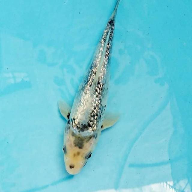 Tategoi Ginrin Shiro Utsuri 22cm