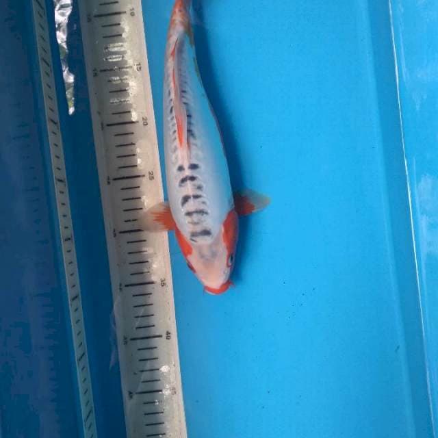 Sushui 31cm
