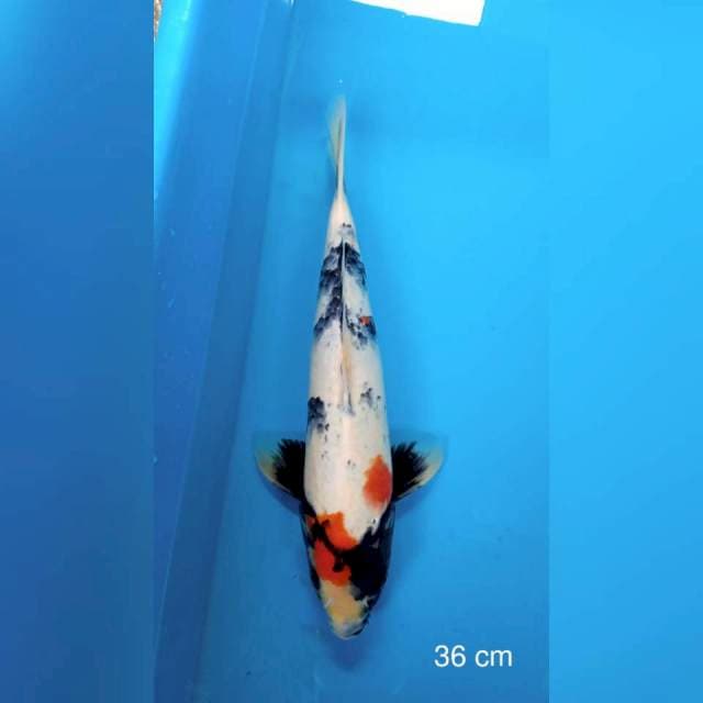 Showa KidKoi Farm