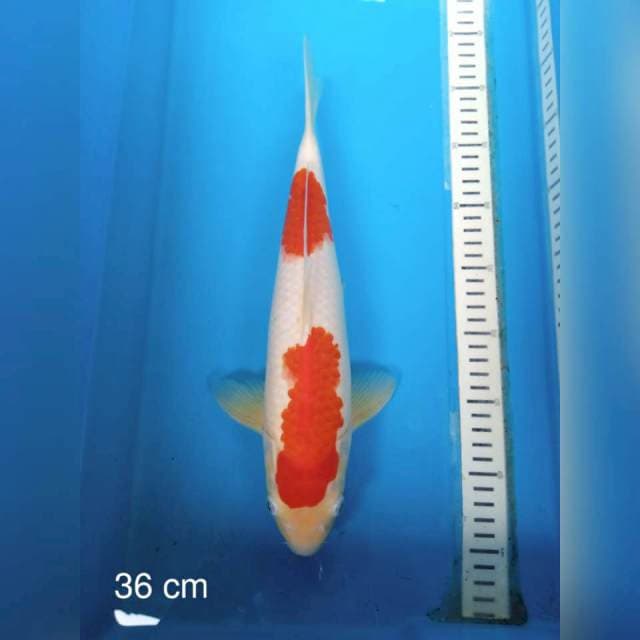 Kohaku nidan