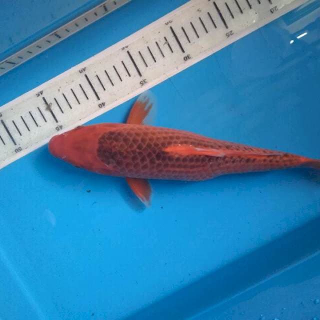 Aka matsuba 30cm Fm