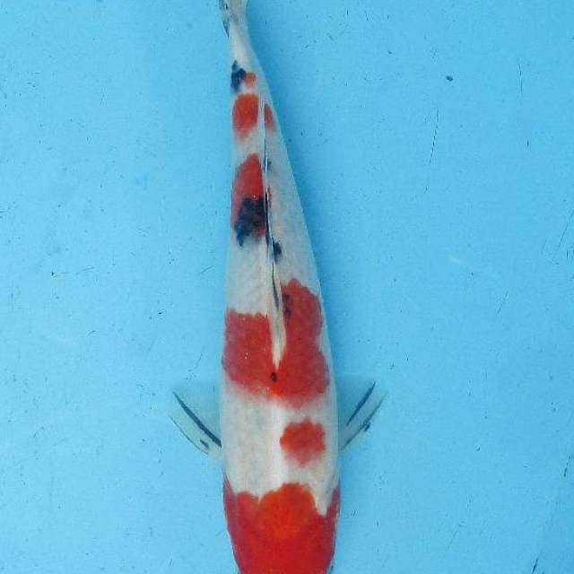 Sanke 28cm