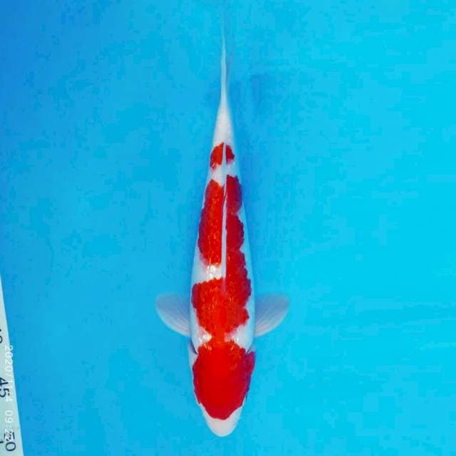 HANAMASA 6 ~ KOHAKU GIN RIN ™